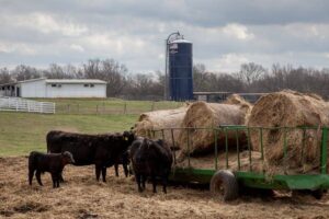 Alfalfa for Cows - All You Need to Know
