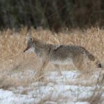 Best Ways to Kill Coyotes With Sponges - A Guide