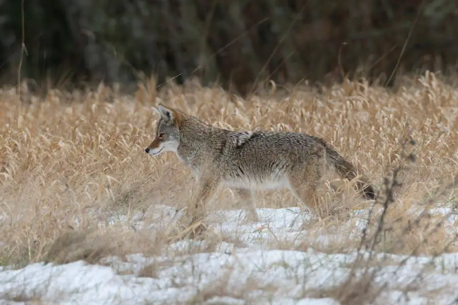 Best Ways to Kill Coyotes with Sponges A Comprehensive Guide