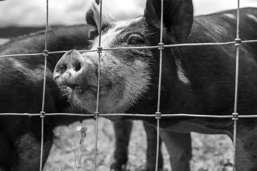 Cattle Panel vs. Hog Panel A Detailed Comparison Homestead & Prepper