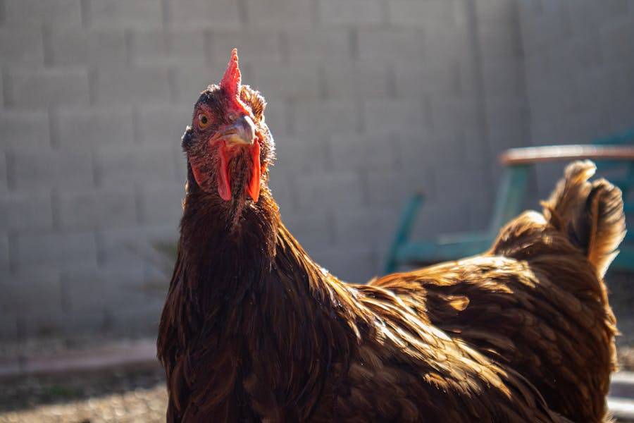 8 Chicken Breeds That Are Considered Unfriendly