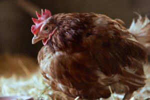Chicken Having Trouble Walking and Standing – What to Do