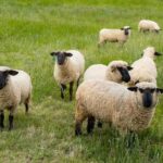 Dorper vs. Katahdin Sheep for Homestead - Comparison