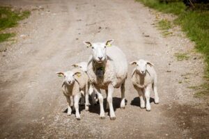 Dorper vs Katahdin Sheep for Homestead - A Comprehensive Comparison