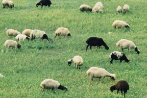 Dorper vs Katahdin Sheep for Homestead - A Comprehensive Comparison