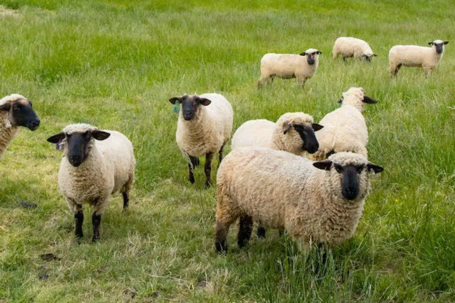 Dorper vs Katahdin Sheep for Homestead A Comprehensive Comparison