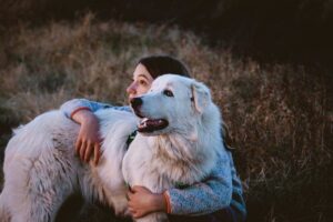 Great Pyrenees Attacking Livestock - What to Do