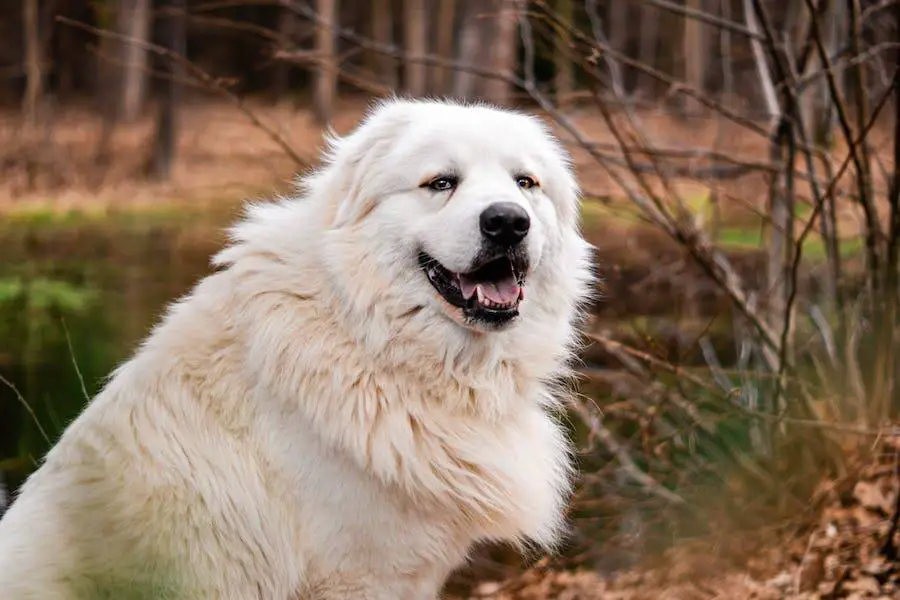 Great Pyrenees Attacking Livestock What to Do