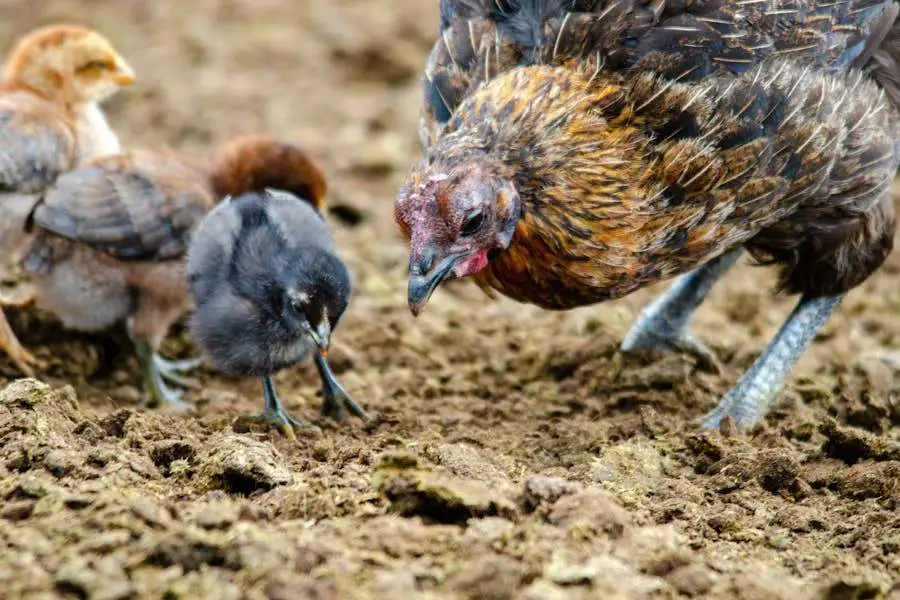 How Long Is Chicken Poop Dangerous - All You Need to Know