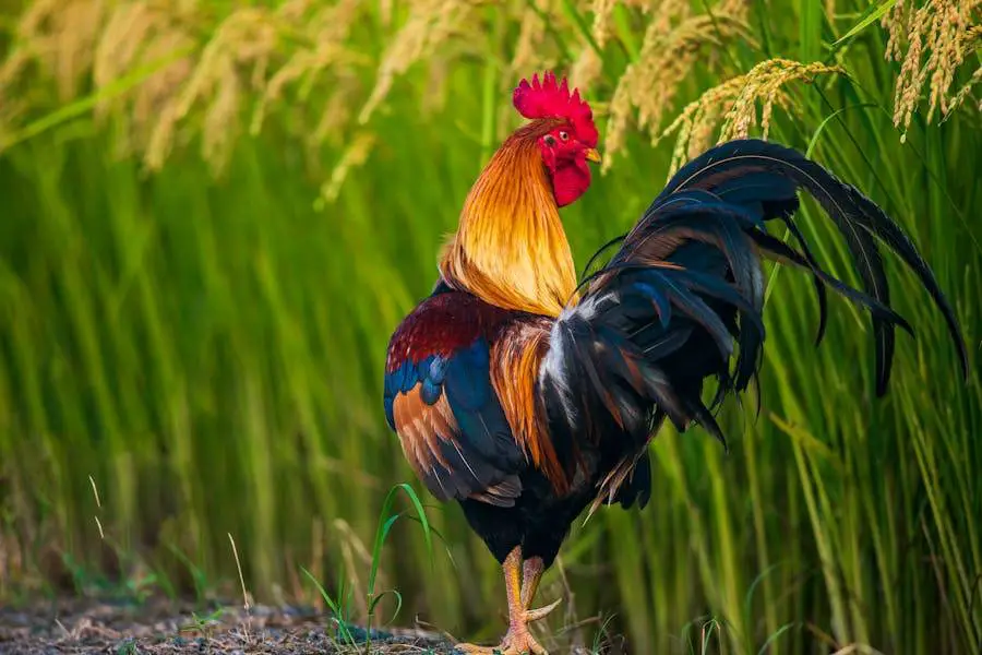 How to Caponize a Rooster - A Comprehensive Guide