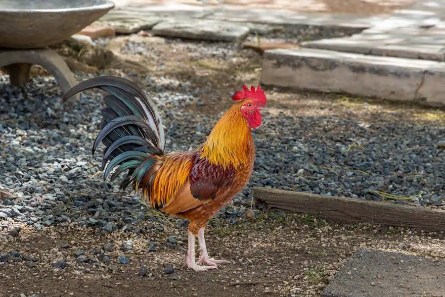 How to Caponize a Rooster – A Comprehensive Guide