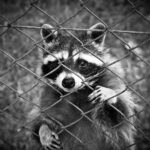 How to Dispose of a Trapped Raccoon - Best Ways