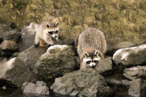 How to Dispose of a Trapped Raccoon – Best Way Guide