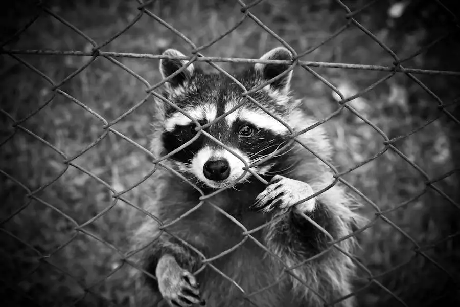 How to Dispose of a Trapped Raccoon – Best Way Guide