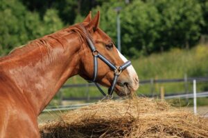 Is Rye Grass Hay Good for Horses - All You Need to Know