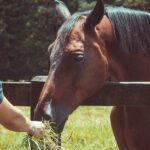 Is Rye Grass Hay Good for Horses? - All You Need to Know