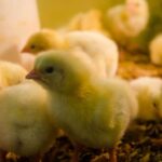 Pelletized Bedding for Chickens - All You Need to Know