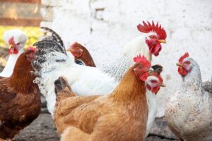 Pelletized Bedding for Chickens – All You Need to Know