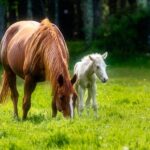 Reintroducing Mare and Foal After Weaning: Guide