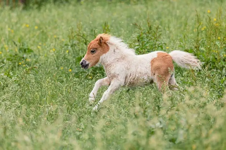 Reintroducing Mare And Foal After Weaning: Guide - Homestead & Prepper