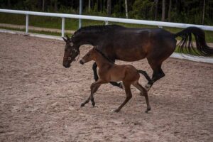 Reintroducing Mare and Foal After Weaning A Detailed Guide