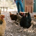 Worming Chickens With Wazine - A Comprehensive Guide