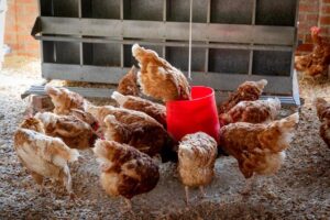 Worming Chickens with Wazine A Comprehensive Guide