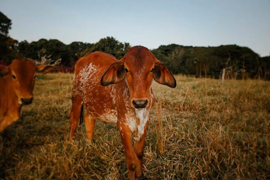 My Heifer Bred Too Early – What Now