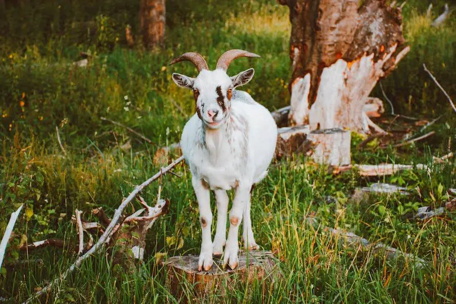 Goat Bloat vs Hay Belly – A Comprehensive Comparison