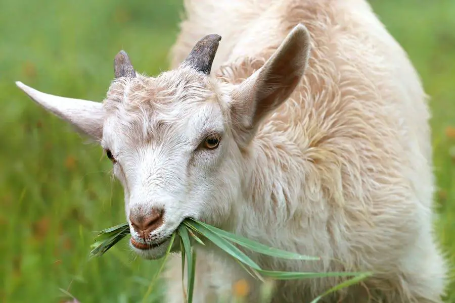Goat Bloat vs Hay Belly - A Comparison
