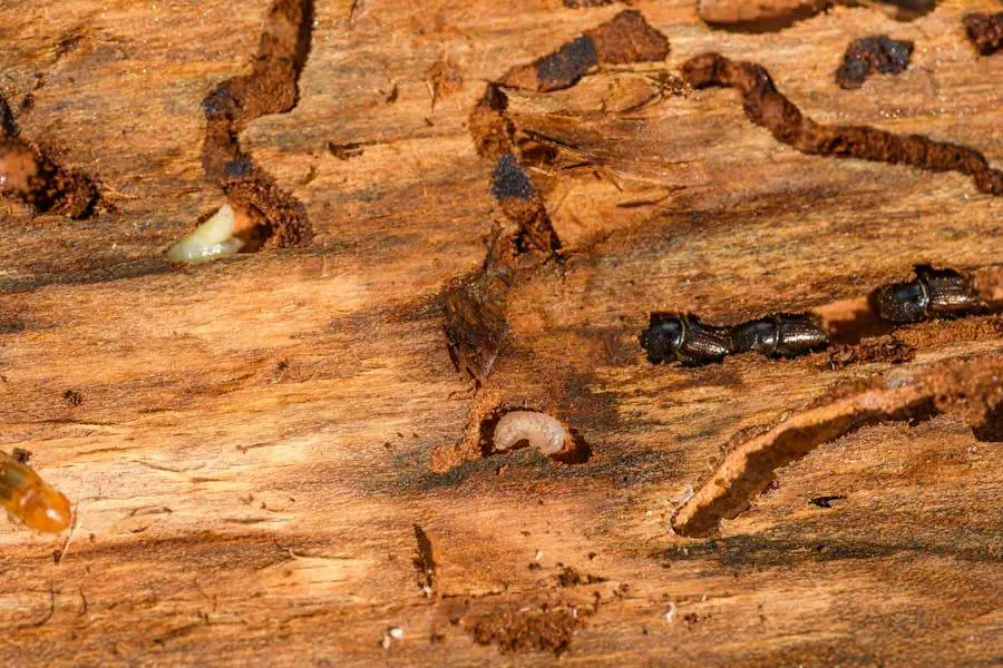 Home Remedies for Wood Boring Insects - Effective Natural Solutions