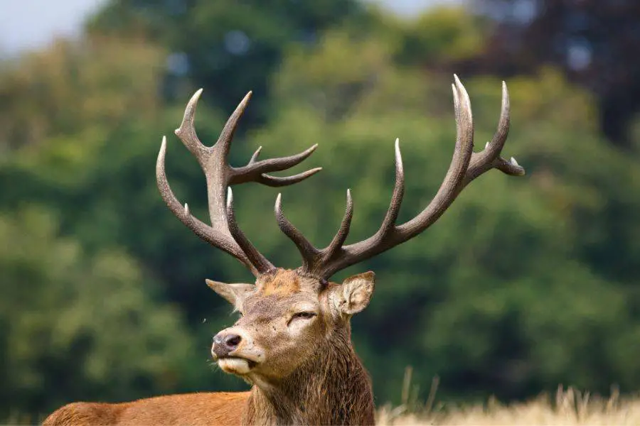How to Cut Deer Antlers Off – Guide