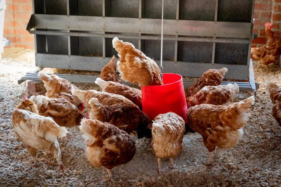How to Reduce Smell in Chicken Run – Best Methods